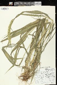 Setaria viridis var. major image