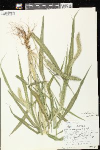 Setaria viridis var. major image