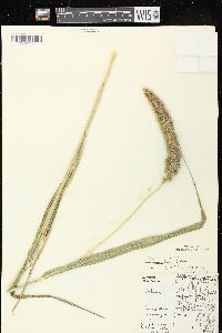 Setaria viridis var. major image