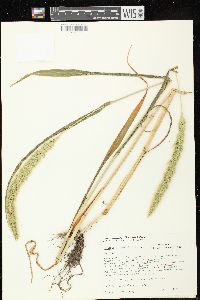 Setaria viridis var. major image