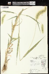 Setaria viridis var. major image