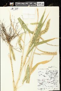 Setaria viridis var. major image