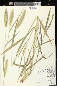 Setaria viridis var. major image