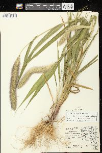 Setaria viridis var. major image