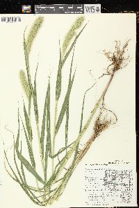 Setaria viridis var. major image