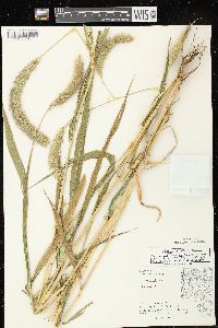 Setaria viridis var. major image