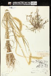 Setaria viridis var. viridis image