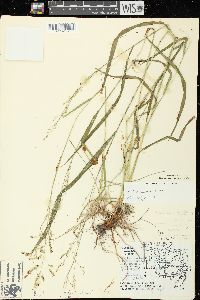 Festuca subverticillata image