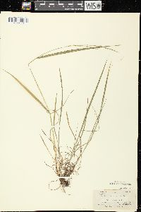 Festuca subverticillata image