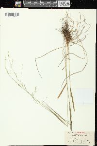 Festuca subverticillata image