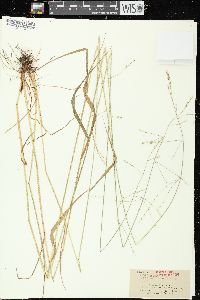 Festuca subverticillata image