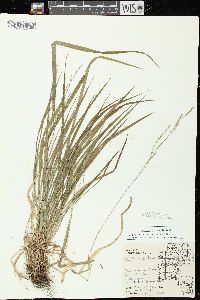 Festuca subverticillata image