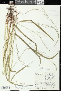 Festuca subverticillata image