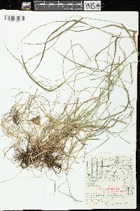 Festuca subverticillata image