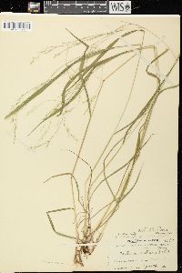 Festuca subverticillata image