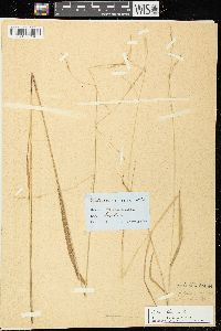 Festuca subverticillata image
