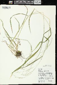 Festuca subverticillata image