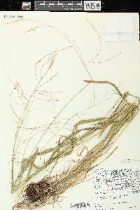 Festuca subverticillata image