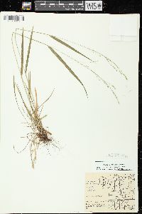 Festuca subverticillata image