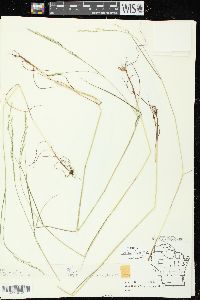 Festuca subverticillata image