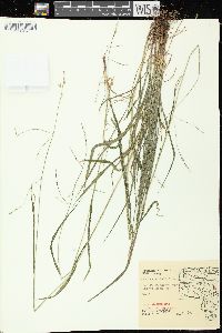 Festuca subverticillata image