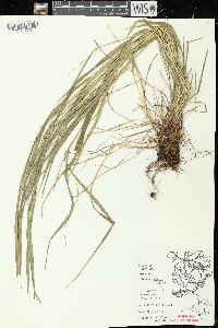 Festuca subverticillata image