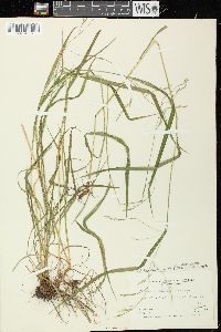 Festuca subverticillata image