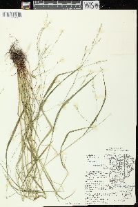 Festuca subverticillata image