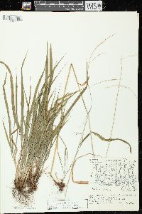 Festuca subverticillata image