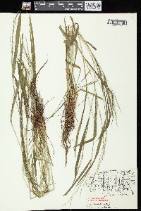 Festuca subverticillata image