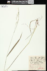 Festuca subverticillata image