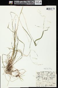 Festuca subverticillata image