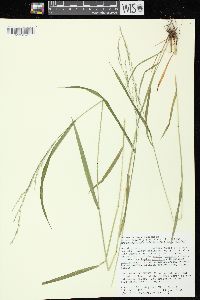 Festuca subverticillata image