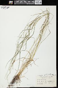 Festuca subverticillata image