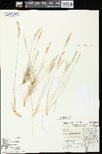 Festuca trachyphylla image