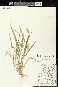 Setaria viridis var. viridis image