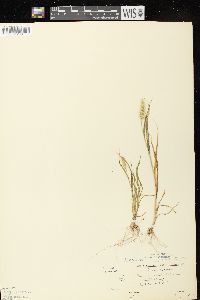 Setaria viridis var. viridis image