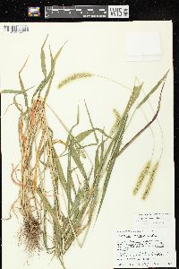 Setaria viridis var. viridis image