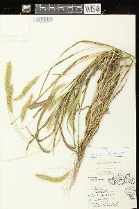 Setaria viridis var. viridis image