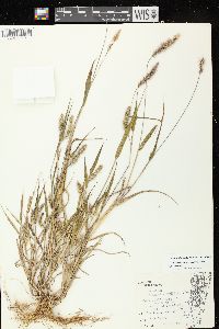 Setaria viridis var. viridis image