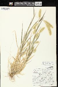 Setaria viridis var. viridis image