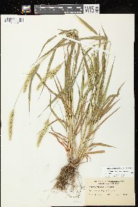 Setaria viridis var. viridis image