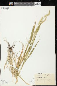 Setaria viridis var. viridis image