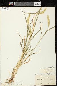 Setaria viridis var. viridis image