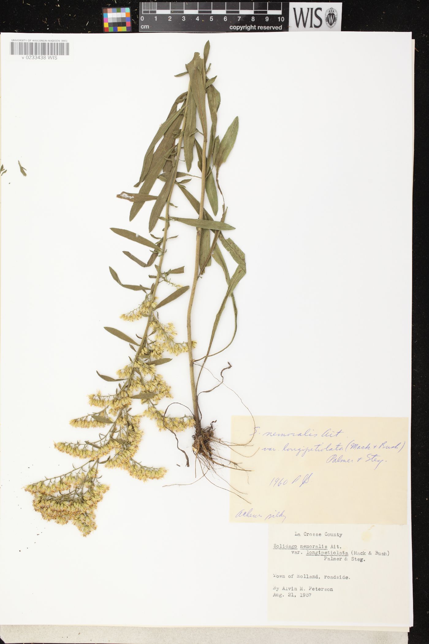 Solidago nemoralis subsp. decemflora image