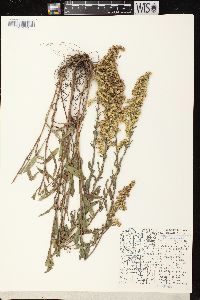 Solidago nemoralis subsp. nemoralis image