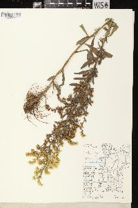 Solidago nemoralis subsp. nemoralis image