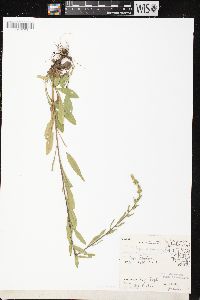 Solidago nemoralis subsp. nemoralis image