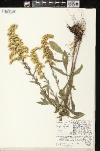 Solidago nemoralis subsp. nemoralis image