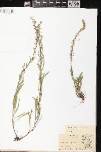 Solidago nemoralis subsp. nemoralis image